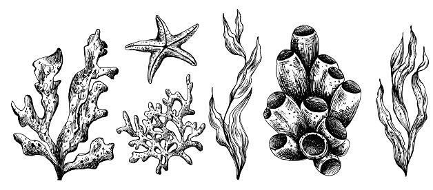 Underwater world clipart with sea animals coral and algae. Graphic illustration hand drawn in black ink. A set of isolated elements EPS vector.