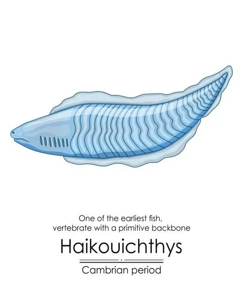 Vector illustration of Haikouichthys is known as one of the first fish