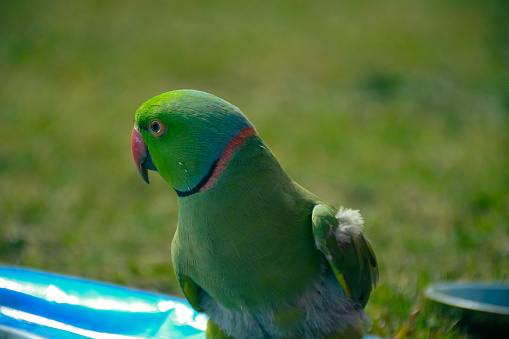 Parrot is a beautiful bird. This photo is taken when the parrot was sitting on grass.