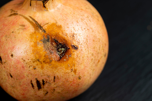 rotten unpleasant pomegranate fruit, a close-up of a pomegranate with spots from rotting and spoiling fruit
