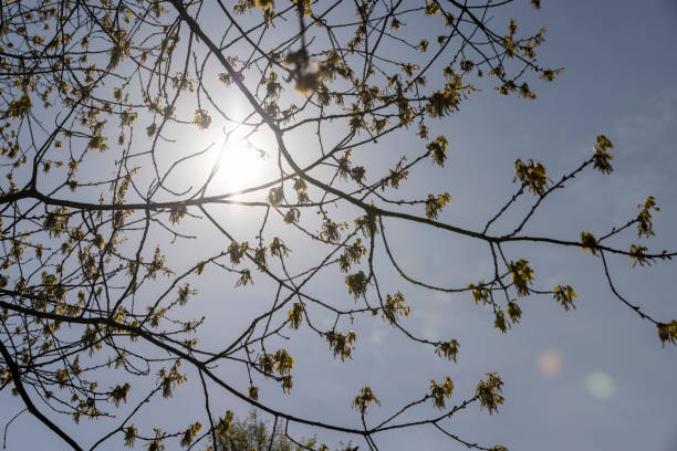 a flowering maple tree in the spring season, a spring park
