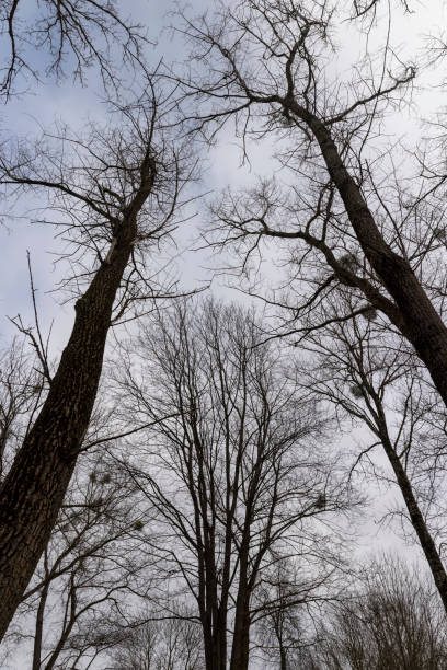 istock maple trees without foliage in the winter season in the forest 2027653576