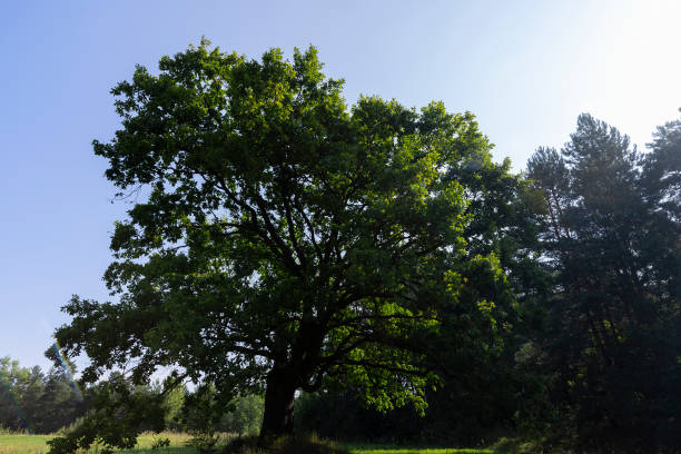 istock old beautiful oak on a sunny summer day 2027653586