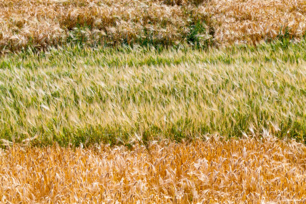 yellow ripe cereals in a field