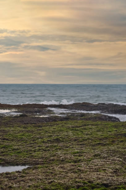 The scenic portrait image of waves breaking on the coral beach under the sunset sky