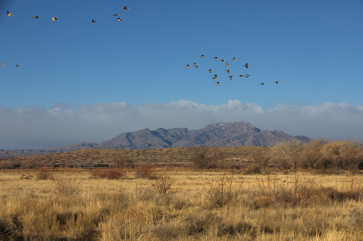 Distant train is mechanical element contrasting with natural elements of mountain, birds flocking in flight, and blue sky in New Mexico landscape