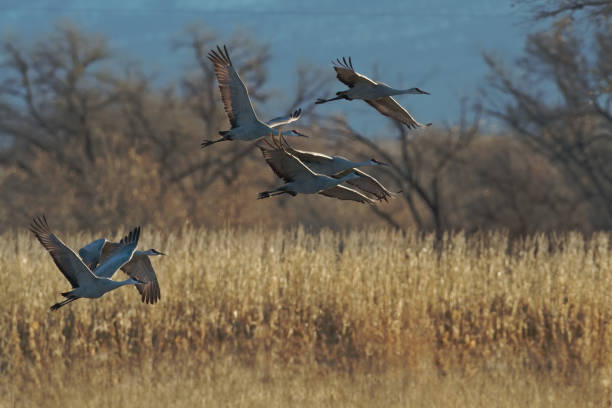 istock Group of Sandhill Cranes fly up from feeding in field 2027664613