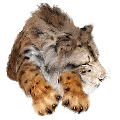 3D rendering of a sabertooth tiger isolated on white background