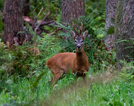 Stag in the woods