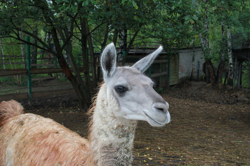 A close-up photo of a lama. Lamas are very popular in Bolivia and Peru for their wool and meat.