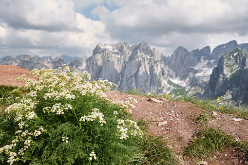 Tre Cime di Lavaredo (Drei Zinnen), Dolomites, South Tyrol, Italy. UNESCO World Natural Heritage. In the forgeround yellow flowers (Anthyllis vulneraria).