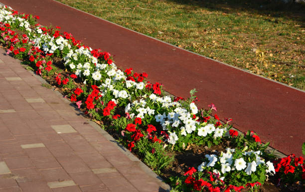 flower bed with red and white petunias and pathway copy space