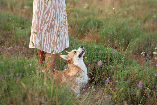 A Welsh Corgi dog looks up adoringly at a person in a patterned dress, surrounded by a natural meadow.