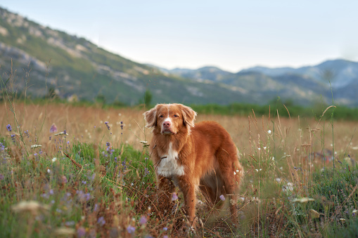 An alert Nova Scotia Duck Tolling Retriever stands in a blooming field with mountains afar. This image showcases the dog attentive gaze of a mountainous landscape