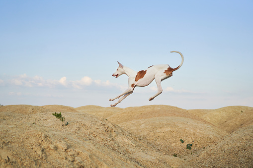 An Ibizan Hound soars gracefully over the contours of a sandy landscape, its lithe body captured mid-leap