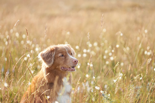 A Nova Scotia Duck Tolling Retriever dog enjoys the golden glow of a sunlit field. Pet in nature