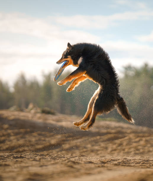 istock An Border Collie dog leaps with grace to catch a flying disc 2027697177