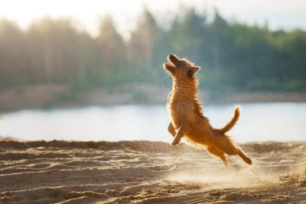 Yorkshire Terrier dog running on beach.