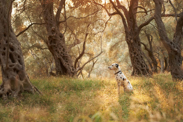 A Dalmatian dog sits poised among the gnarled olive trees, its distinctive spots a stark contrast to the warm, dappled light of the grove