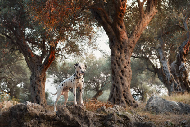 A Dalmatian dog stands nobly among olive trees, its spotted coat echoing the dappled light