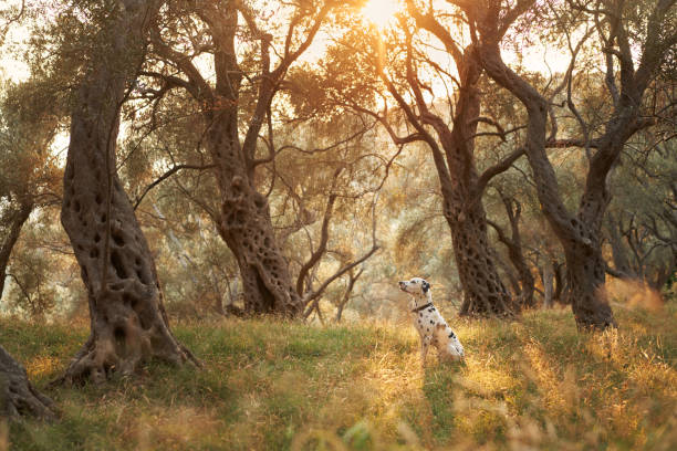 A Dalmatian dog sits poised among the gnarled olive trees, its distinctive spots a stark contrast to the warm, dappled light of the grove