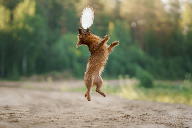 An Australian Terrier dog catches a toy, leaps enthusiastically, eyes on the prize of a soaring disk against a backdrop of pine trees.