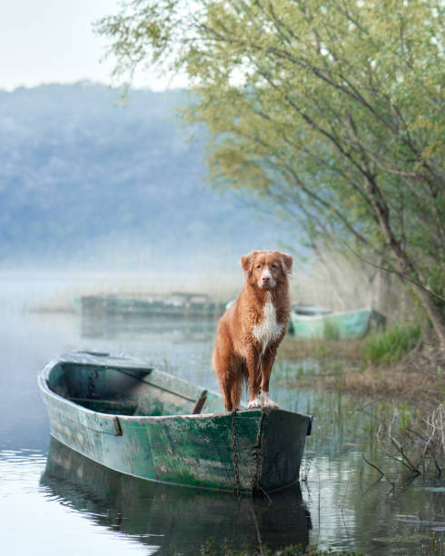 istock A stoic Nova Scotia Duck Tolling Retriever on boat 2027697209