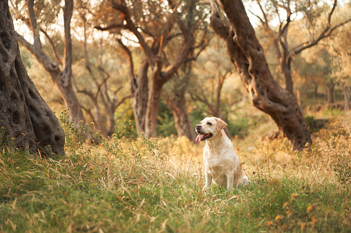 A joyful Labrador Retriever dog stands in a sunlit olive grove, the golden light enhancing its friendly demeanor