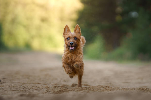 An Australian Terrier dog bounds energetically towards the camera, a picture of vitality and joy against the backdrop of a dusty trail.