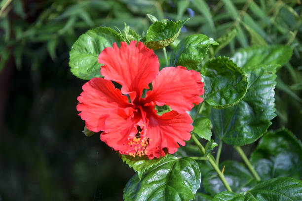 美しい赤いハイビスカス - stem pollen hibiscus beauty in nature ストックフォトと画像