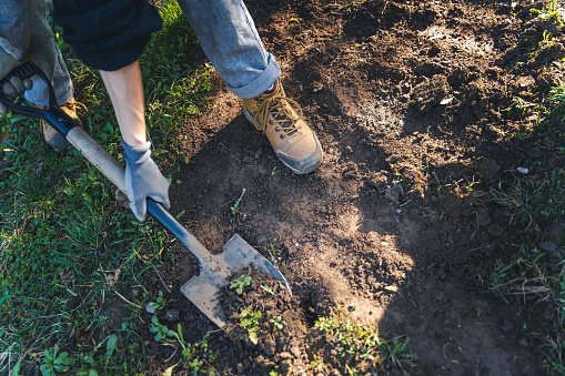 Digging soil for spring planting in the garden, close-up of a foot and a shovel