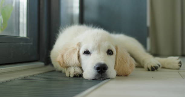 istock A cute puppy lies on an in-floor convector, warming up from the house heating system 2027707783