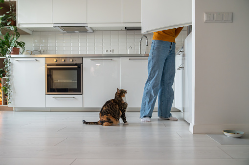 Domestic cat begging waiting for food from refrigerator sitting on floor on kitchen at home looking at pet owner. Woman taking products from fridge. Animals pets maintenance content and care concept.