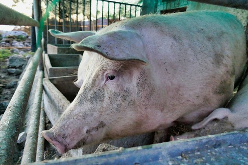 Image of a large pig in the pigpen inside a farm, Mexico