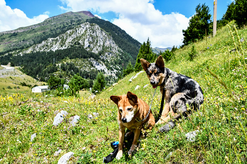 dog in mountains, photo as a background, digital image