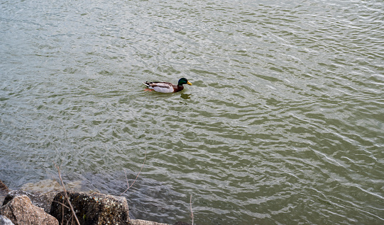 A brown duck swims in muddy water near rock coast.