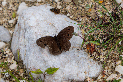 Picture of an adult dryad or minois dryas butterfly on a white rock in Bohinj, Slovenia