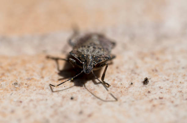 istock Close-up of a small beetle on the ground with blurred background 2027753041