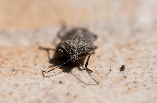 Close-up of a small beetle on the ground with blurred background