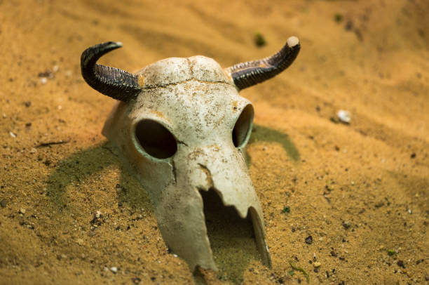 authentic animal skull on a building, cultural traditions, close-up