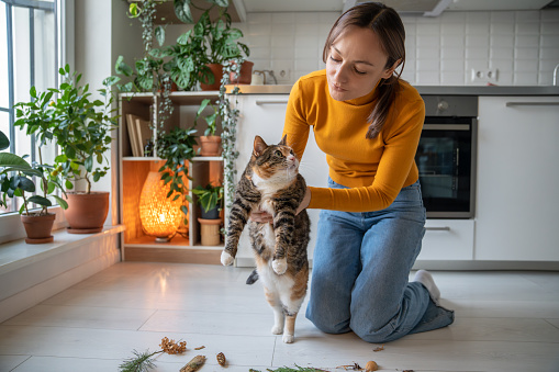 Pet owner woman caring about lazy fat cat playing with him nature plants. Colorful cat looking at girl. Cat entertaining, study, learn smells in order to diversify boring life in city apartment.