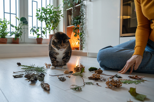 Curious cat sniffing natural object proposed by pet owner. Moss, twig, stone brought from park, used for to study the smells of natural objects, training, enrichment of mental activity lying on floor