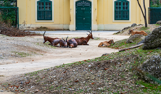 A group of blesbok antelope lies on the path in front of the yellow building