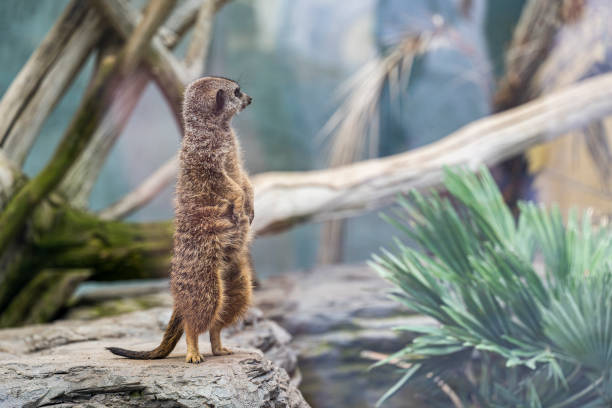 istock Meerkat stands on a rock and looks around 2027757998