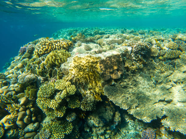 istock Coral reef under sea water. 2027758514
