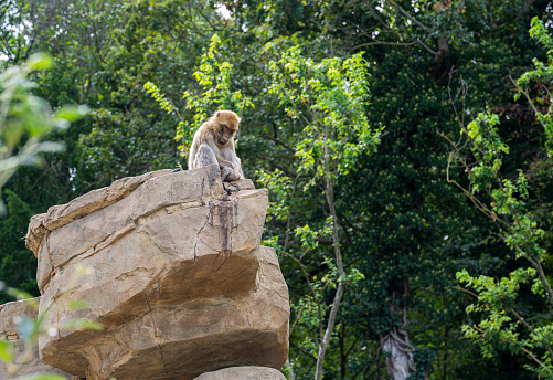 Barbary Macaque monkey sits high on a rock in a green forest.