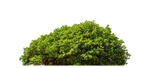 istock Shrubs isolated on white background with clipping path and alpha channel 2027759597