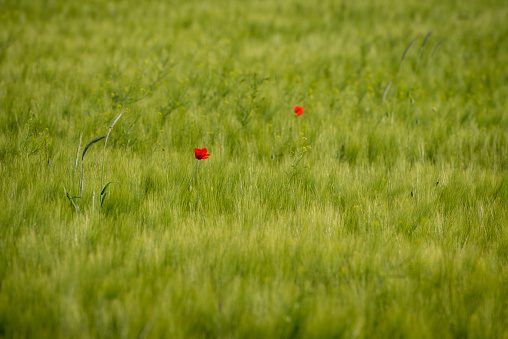 Red poppy in the middle of a still green wheat field. Nature uses the areas cultivated by humans to create diversity