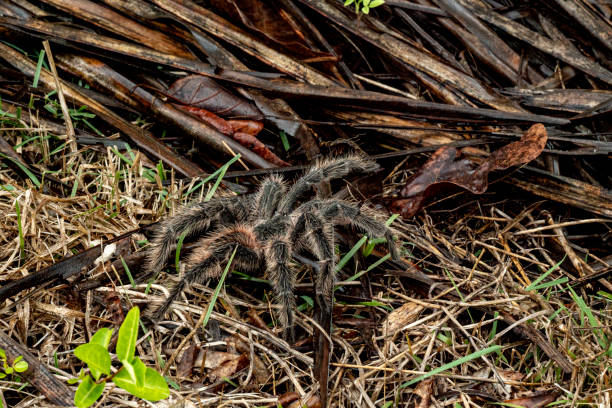Tarantula on plant