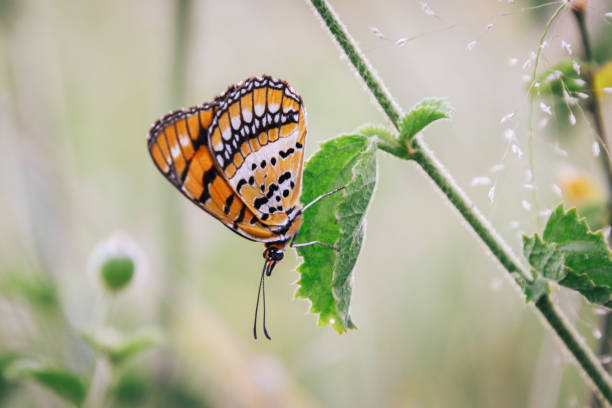 istock Orange butterfly on a green leaf 2027766950
